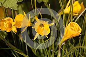 Petticoat daffodil, Narcissus bulbocodium conspicuous photo
