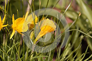 Petticoat daffodil, Narcissus bulbocodium conspicuous photo
