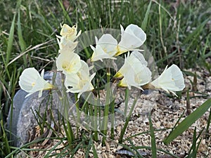 Petticoat daffodils blooming in the spring