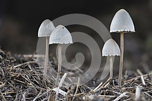 The Petticoat Mottlegill Panaeolus papilionaceus is an inedible mushroom