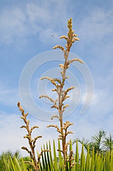 Petticoat Palm Tree