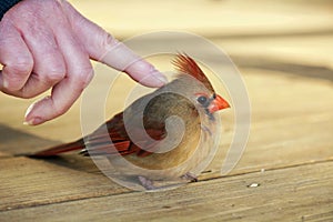 Petting a bird