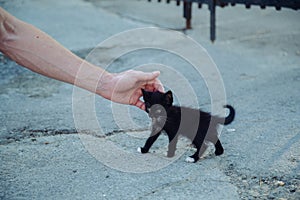 Petting a black cat