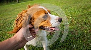 Petting Brittany Spaniel dog outside.