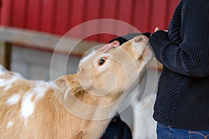 Petting a Calf on a Farm - Close up