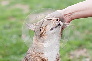 Petting the cat photo