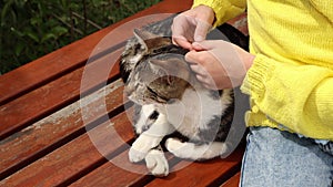 Petting cat laying on bench in the street. Stray cat relaxing and purring. Human hand stroking kitten close-up