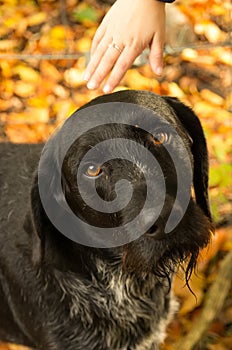 Petting a dog, child hand reaches for dog