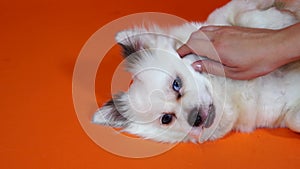 Petting the dog. A woman stroking her dog, close-up. A funny little white dog with big blue eyes is lying on an orange
