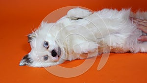 Petting the dog. A woman stroking her dog, close-up. A funny little white dog with big blue eyes is lying on an orange