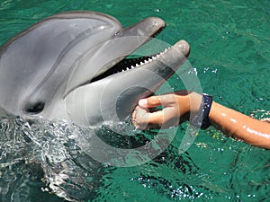 PETTING A DOLPHIN