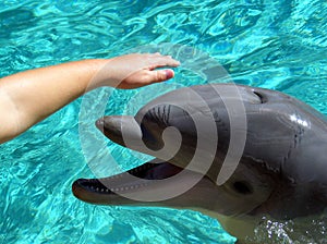 Maznanie delfín 