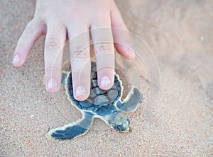 Petting Flatback Sea Turtle Hatchling