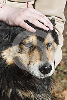 Coccole amichevole il cane 