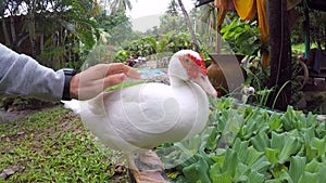 Petting white duck with hand in the garden. GoPro closeup