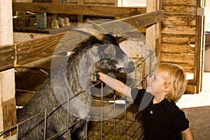 At the petting zoo