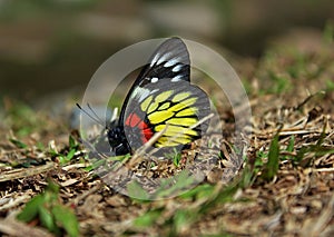 An petty butterfly, Delias pasithoe photo