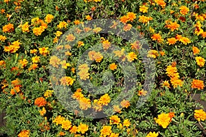 Petty orange flower heads of Tagetes patula