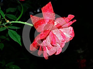 Petty Rose Red Rose In Garden