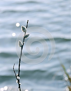 Petty willows near the lake