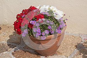 Petunia and aster flowers in a flowerpot