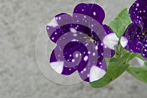 Petunia atkinsiana