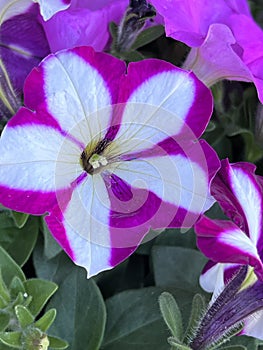 Petunia Atkinsiana Easy Wave Burgundy Star