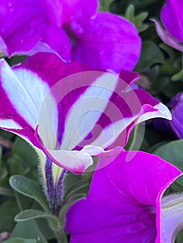 Petunia Atkinsiana Easy Wave Burgundy Star