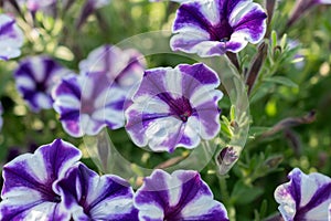 Petunia X Atkinsiana flower in Mainau in Germany