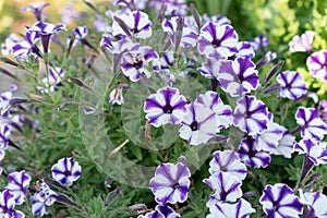 Petunia X Atkinsiana flower in Mainau in Germany