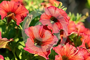 Petunia X Atkinsiana flower in Mainau in Germany