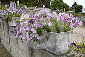 Petunia atkinsiana in a flower pot