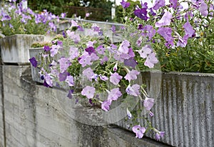 Petunia atkinsiana in a flower pot