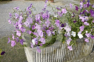 Petunia atkinsiana in a flower pot