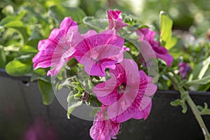 Petunia atkinsiana hybrida grandiflora bright pink purple flowers in bloom, balcony flowering plant, green leaves