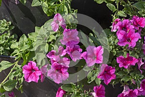 Petunia atkinsiana hybrida grandiflora bright pink purple flowers in bloom, balcony flowering plant, green leaves