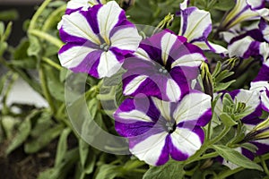 Petunia  atkinsiana Surfinia