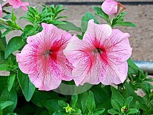 Petunia atkinsiana surfinia flower