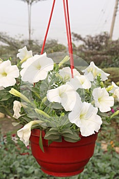 Petunia axillaris flower plant on hanging pot photo