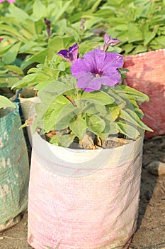 Petunia axillaris flower plant on pot photo