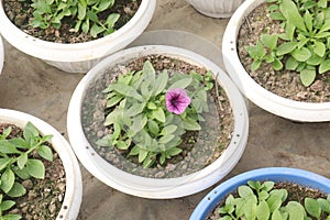 Petunia axillaris flower plant on pot photo