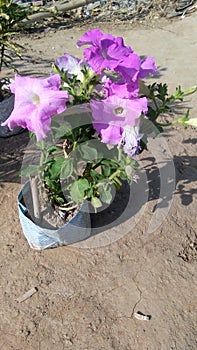 Petunia axillaris flowers in my garden