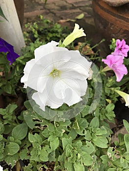 Petunia axillaris or Large white petunia or White moon petunia flower.