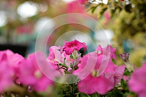 Petunia axillaris - pink trumpet flower