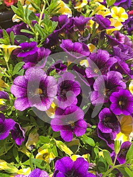 Petunia axillaris, purple petunia