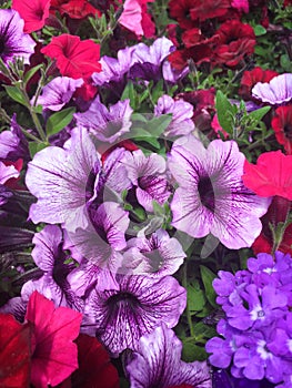 Petunia axillaris, purple petunia