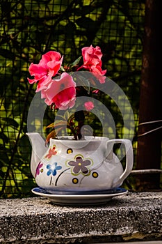 Petunia Axillaris On Teapot photo