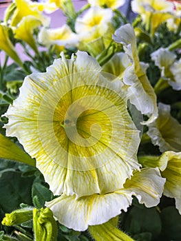 Petunia axillaris, white petunia, white moon petunia