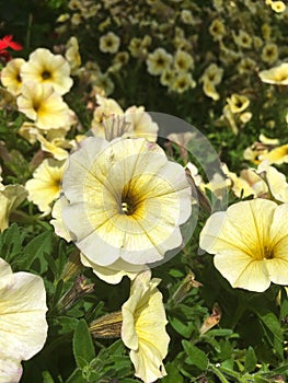 Petunia axillaris, white petunia, white moon petunia