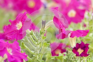 Petunia background